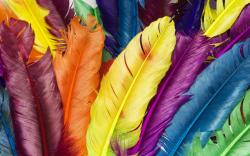 Feathers in Colors. «