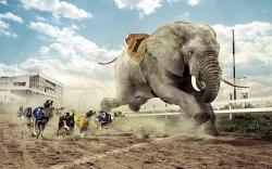 Competition Racing Dogs Elephant Funny Creative