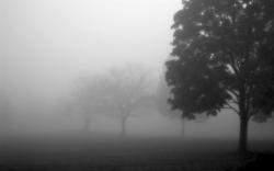 fod hd wallpapers forest black and white in fog cool widescreen wallpapers
