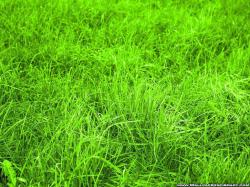 Green Grass Wallpapers