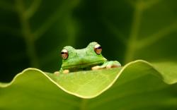Green Frog HD 3 45840 HD Images Wallpapers