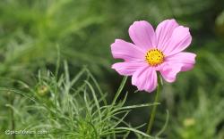 Cosmos pictures, Cosmos flower pictures