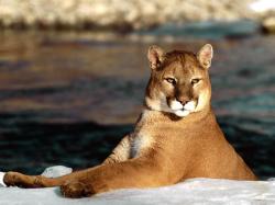 Desktop backgrounds · Animal Life · Kitten | Cat | Big cat Cougar