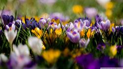 Wrong season (unless you live in the Southern hemisphere) but lots of crocus-color newertheless