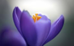 Crocus Lilac Flower Close-Up