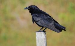 The Fish Crow is a close relative of the common American Crow adapted to coastal habitat. They are almost impossible to tell apart by sight, ...