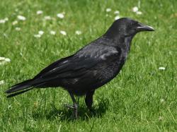 Crow, Hooded Corvus cornix Found: Europe, Asia