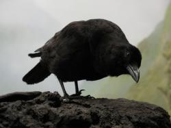 Curious Crow by solarka-stock