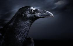 Crow Wallpaper HD