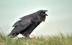 Crows ...