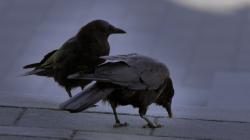 Crows Eating by soupertrooper Crows Eating by soupertrooper