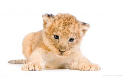 View And Download Lion Cub Wallpapers
