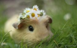 Cute Animal - Cavy Wallpaper. More Free PC Wallpaper for Your Desktop Backgrounds
