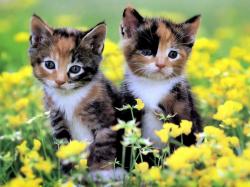 Cute Baby Kittens Black And White