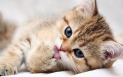 Cute-Kitten-kittens-16122946-1280-800