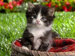 Babies Pets and Animals Cute kitten