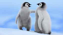 Baby Penguin Cute Wallpapers For Tablet Background