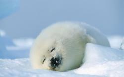 Cute Baby Seal Animal World Series Wallpaper 2560x1600px