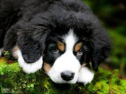 Animals Dogs Cute Puppy Bernese Mountain Dog 049832 Jpg