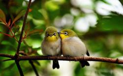 Cute Birds