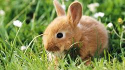 Brown Bunny Cute