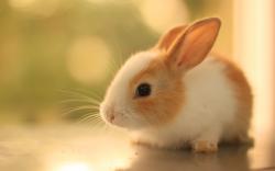 Cute rabbit hd