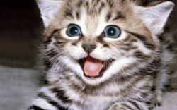 Cute Cat Smile