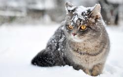 Cute cat in snow