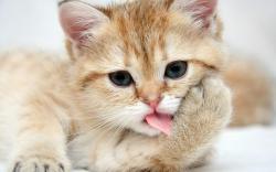 Cute cat Photo Wallpapers