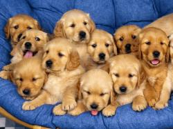 Cute Labrador Retriever Puppies Group Dogs HD Wallpaper