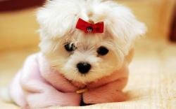 Cute Dog Iphone Wallpapers Cute dog wallpapers