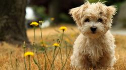 Here we have selected some cute dogs images.We update dog pictures, Beautiful Animal Pictures, Cute Animals,Cute Puppy Dog Photos regularly .