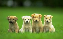 Four Cute Puppy Dog Wallpaper HD 80618 for Walls and Border