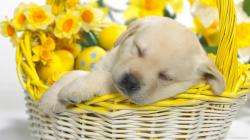 ... [ratio] => 16x9 [color] => [itemTitle] => Array ( [0] => wallpaper [1] => wallpapers ) [options] => Array ( ) ) Cute puppy sleeping in an Easter basket ...