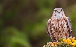 falcon bird pictures wallpapers hd