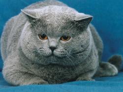 Cute Fat Cat HD Wallpaper