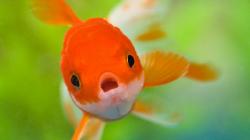 Cute Fish Pictures