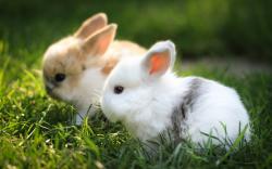 Two Fluffy Bunnies