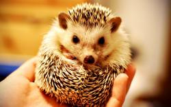 Cute Hedgehog Pictures