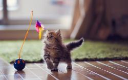 Cute Kitten Play Toy Photo