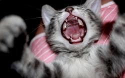 Cute kitten yawn