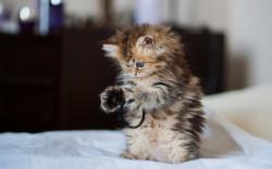 Cute kitty playing