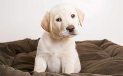 Cute Labrador Puppy Pictures