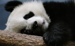 Cute little panda sleeping