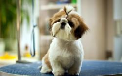 1605 Views 574 Download Cute Pet Dog Wallpaper