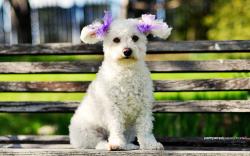hd poodle puppies wallpapers
