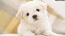 Cute puppy images for wallpaper dowload