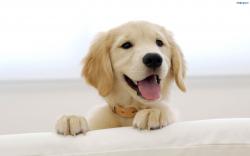 Secret Cute Puppy Page