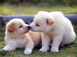 cute puppy kissing