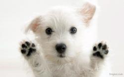 White Cute Puppy